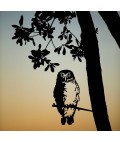 Metalbird Southern Boobook Owl